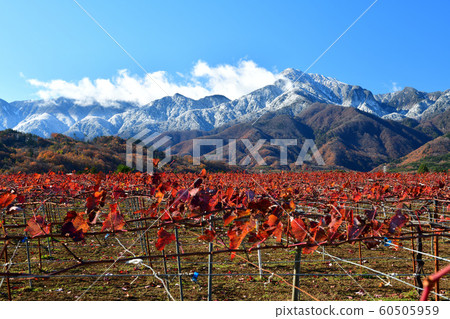 秋葉秋雪後的第二天，南阿爾卑斯北海市白州町Kaikoma（甲州種） 60505959