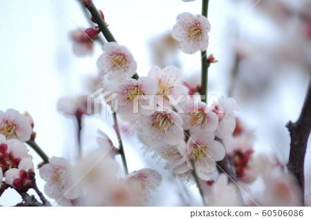拜林公園 拜林公園 60506086