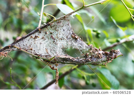 Moth ermine bird cherry on the tree Moth ermine bird cherry on the tree 60506528