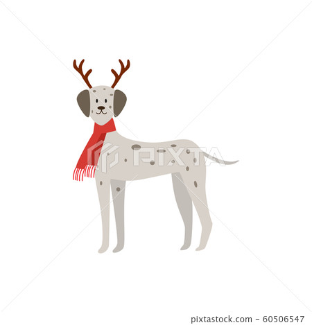 Christmas dalmatian - dog wearing deer antlers and red festive scarf 60506547