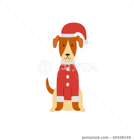 A cute Smooth Fox Terrier is standing in a Christmas red costume. 60506549