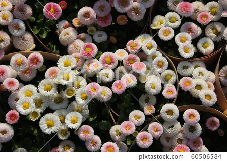 橫濱 橫濱港未來 未來港 60506584