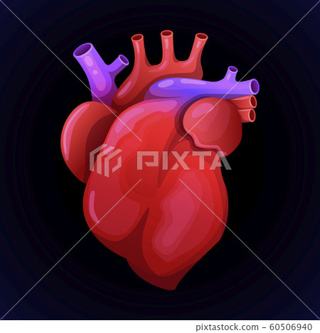 Red heart with orteria. Anatomically realistic organ. Vector illustration 60506940