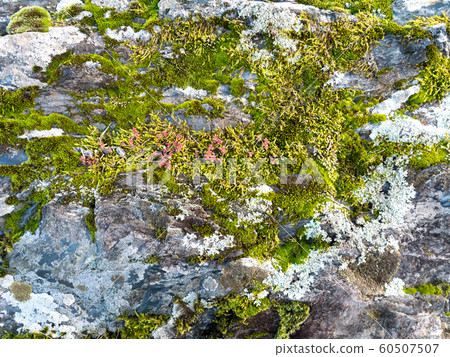 Gray stone covered with moss and lichen 60507507