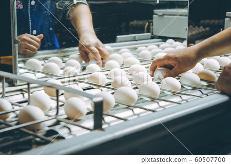 egg factory plant agriculture poultry chicken farm egg factory plant agriculture poultry chicken farm 60507700