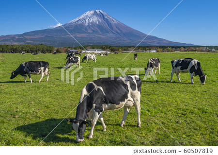 Asagiri plateau Cow Fuji mountain Asagiri plateau Cow Fuji mountain 60507819