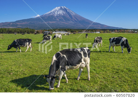 朝霧高原牛富士山 朝霧高原牛富士山 60507820