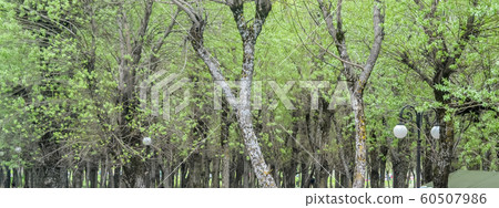 Big Trees in a line on a winter day.  60507986
