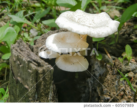 Indian fleshy small white color mushroom fungi growing in sunlight 60507989
