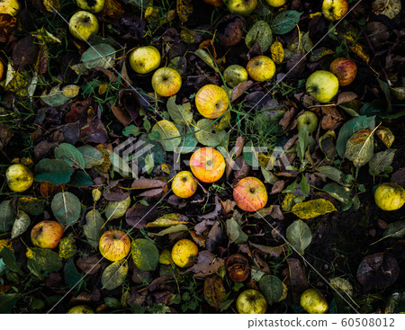 Fallen apples on the ground 60508012