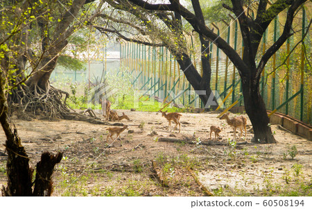 A herd of fallow deer or Chital ( hoofed ruminant mammals Cervidae family) spotted in the midst Of picturesque greenery forest 60508194