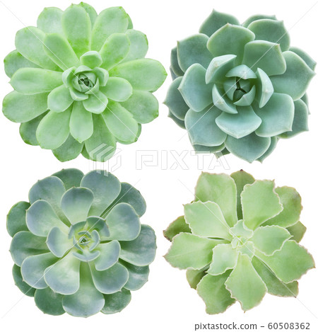 Collection of green flowering succulent plants on white background 60508362