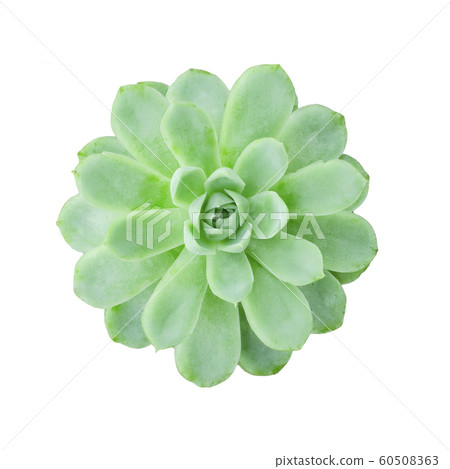 Top View of Green Echeveria Succulent Plant ,White Background 60508363