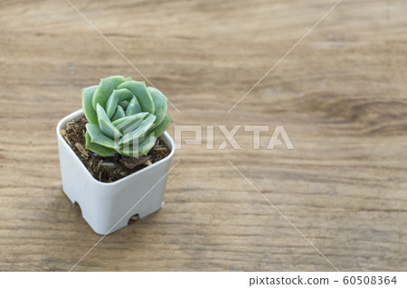 Graptoveria lovely rose succulent plant mini pot on wood table top background 60508364