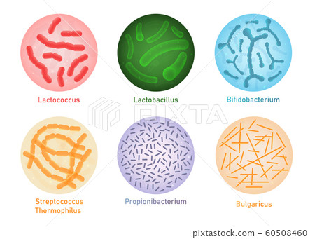 Probiotic bacteria set - microscope view of gut flora microorganisms Probiotic bacteria set - microscope view of gut flora microorganisms 60508460