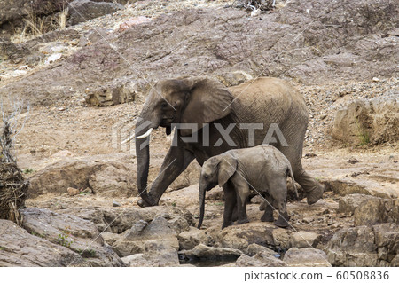African bush elephant in Kruger National park 60508836