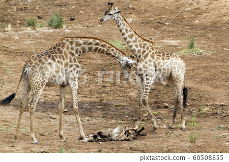 Giraffe in Kruger National park 60508855