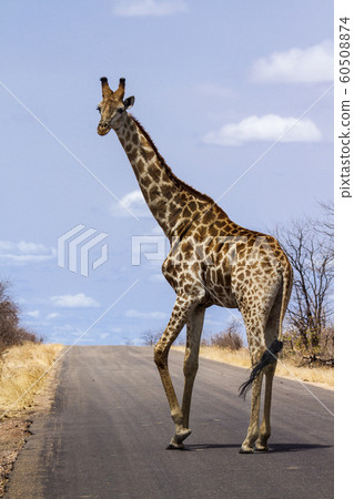 Giraffe in Kruger National park 60508874