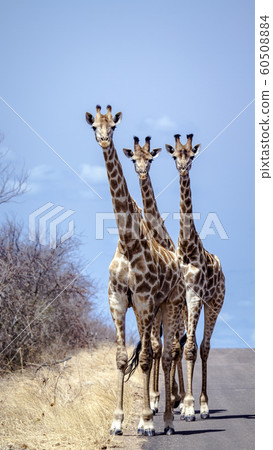 Giraffe in Kruger National park Giraffe in Kruger National park 60508884