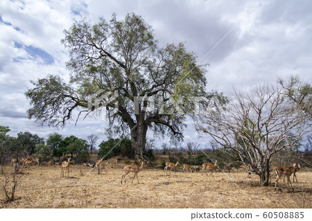 Impala in Kruger National park 60508885
