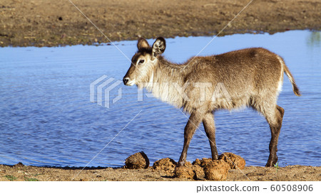 Waterbuck in Kruger National park Waterbuck in Kruger National park 60508906