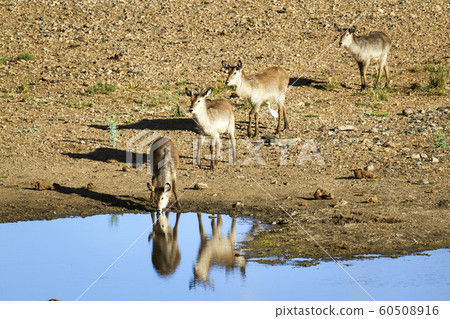 Waterbuck in Kruger National park 60508916