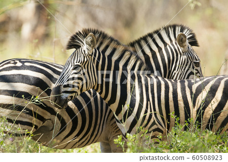 Burchell zebra in Kruger National park Burchell zebra in Kruger National park 60508923