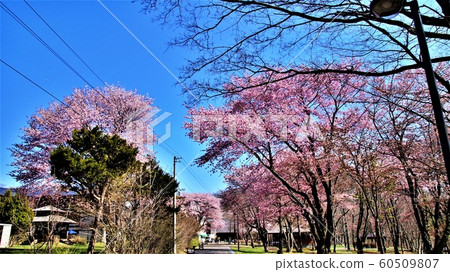 Cherry blossoms on the shore of Lake Shikotsu 60509807