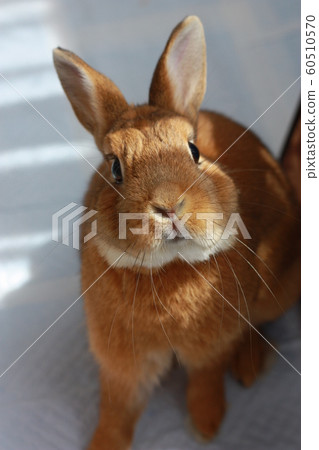 Rabbit  60510570