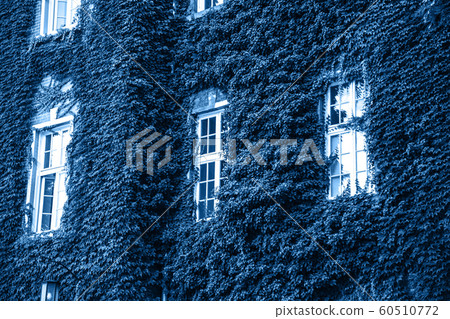 The wall of old building with green vine The wall of old building with green vine 60510772
