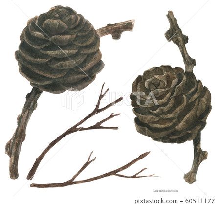 Winter Larch Cone, traced watercolor illustration Winter Larch Cone, traced watercolor illustration 60511177
