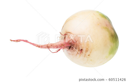taproot of fresh watermelon radish isolated 60511426
