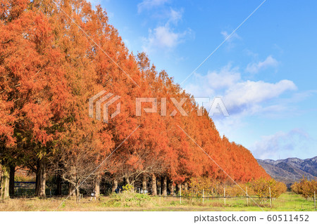 水杉Namiki秋葉 水杉Namiki秋葉 60511452