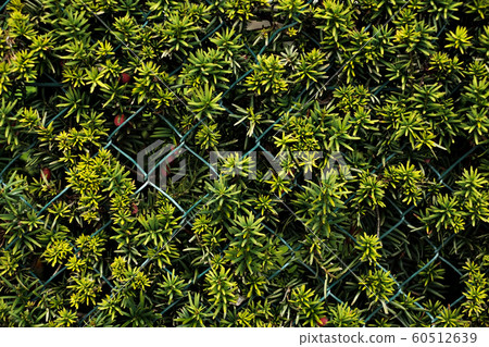 Green floral fence wall. Close up view Green floral fence wall. Close up view 60512639