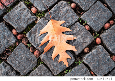 One yellow dry leaf on a road. Autumn concept One yellow dry leaf on a road. Autumn concept 60512641
