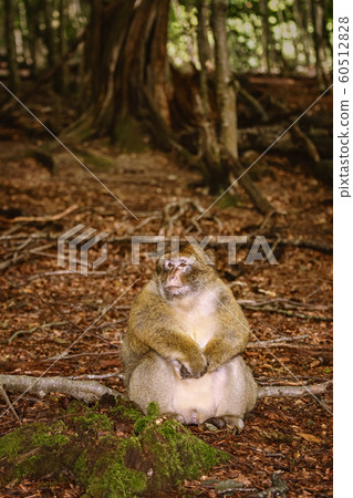 Barbary Macaque (Macaca Sylvanus) Barbary Macaque (Macaca Sylvanus) 60512828