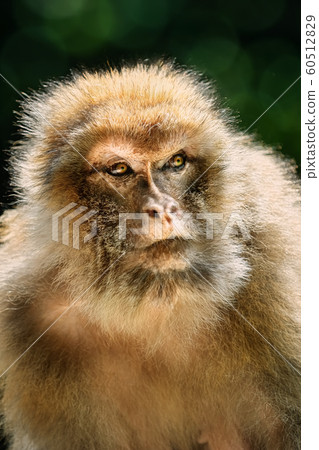 Barbary Macaque (Macaca Sylvanus) Barbary Macaque (Macaca Sylvanus) 60512829