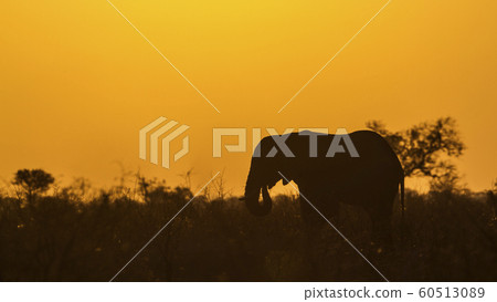 African bush elephant in Kruger National park 60513089