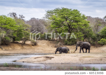 African bush elephant in Kruger National park 60513098
