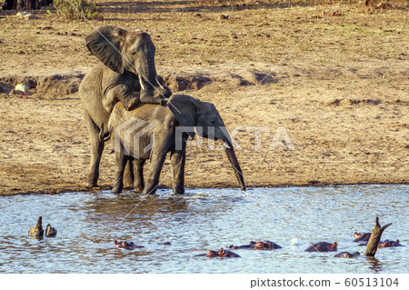 African bush elephant in Kruger National park 60513104