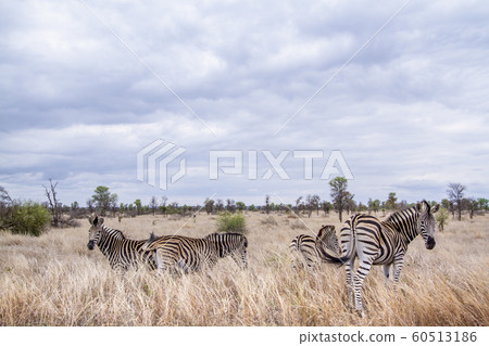 Plains zebra in Kruger National park 60513186