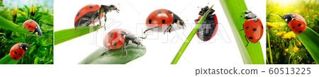 Collection ladybugs in nature Collection ladybugs in nature 60513225