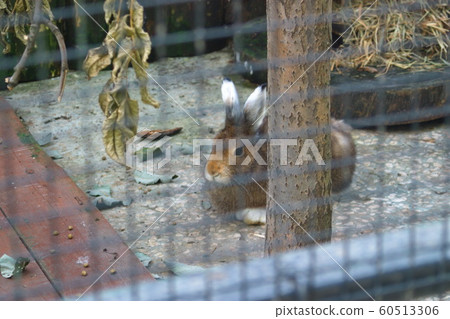 Image of a red rabbit behind a tree in a cage Image of a red rabbit behind a tree in a cage 60513306
