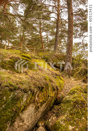 Landscape of rocks and pine forest. segovia spain 60513431