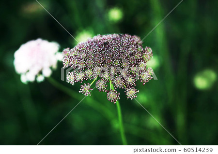 Flower of a saw bowl Flower of a saw bowl 60514239