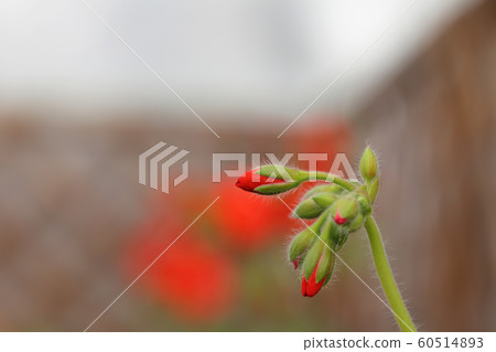 天竺葵紅色花蕾 60514893