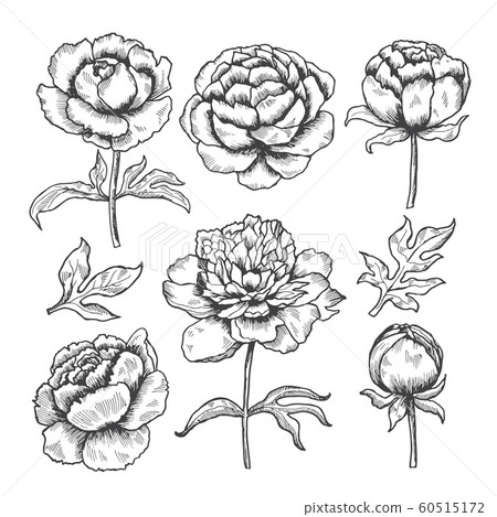 Peonies hand drawn. Floral garden sketch of... - Stock Illustration ...
