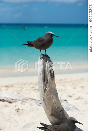 Kurodashashi 60515208