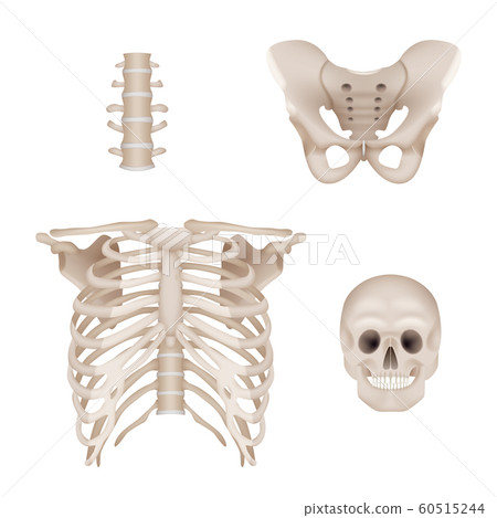 Human skeleton. Skull and bones anatomy for doctors medical realistic vector pictures Human skeleton. Skull and bones anatomy for doctors medical realistic vector pictures 60515244