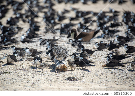 Micomas Cay,鳥群 Micomas Cay,鳥群 60515300